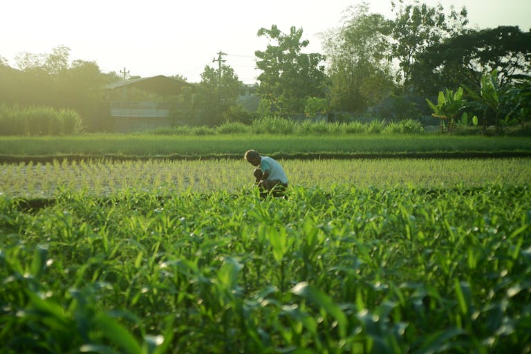 A farmer works in a verdant field at sunrise, showcasing agriculture's tranquility.