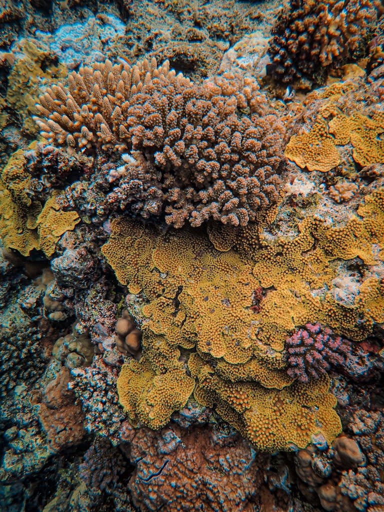 Detailed view of a colorful coral reef showcasing marine biodiversity underwater.